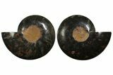 Cut & Polished Ammonite Fossil - Unusual Black Color #172450-1